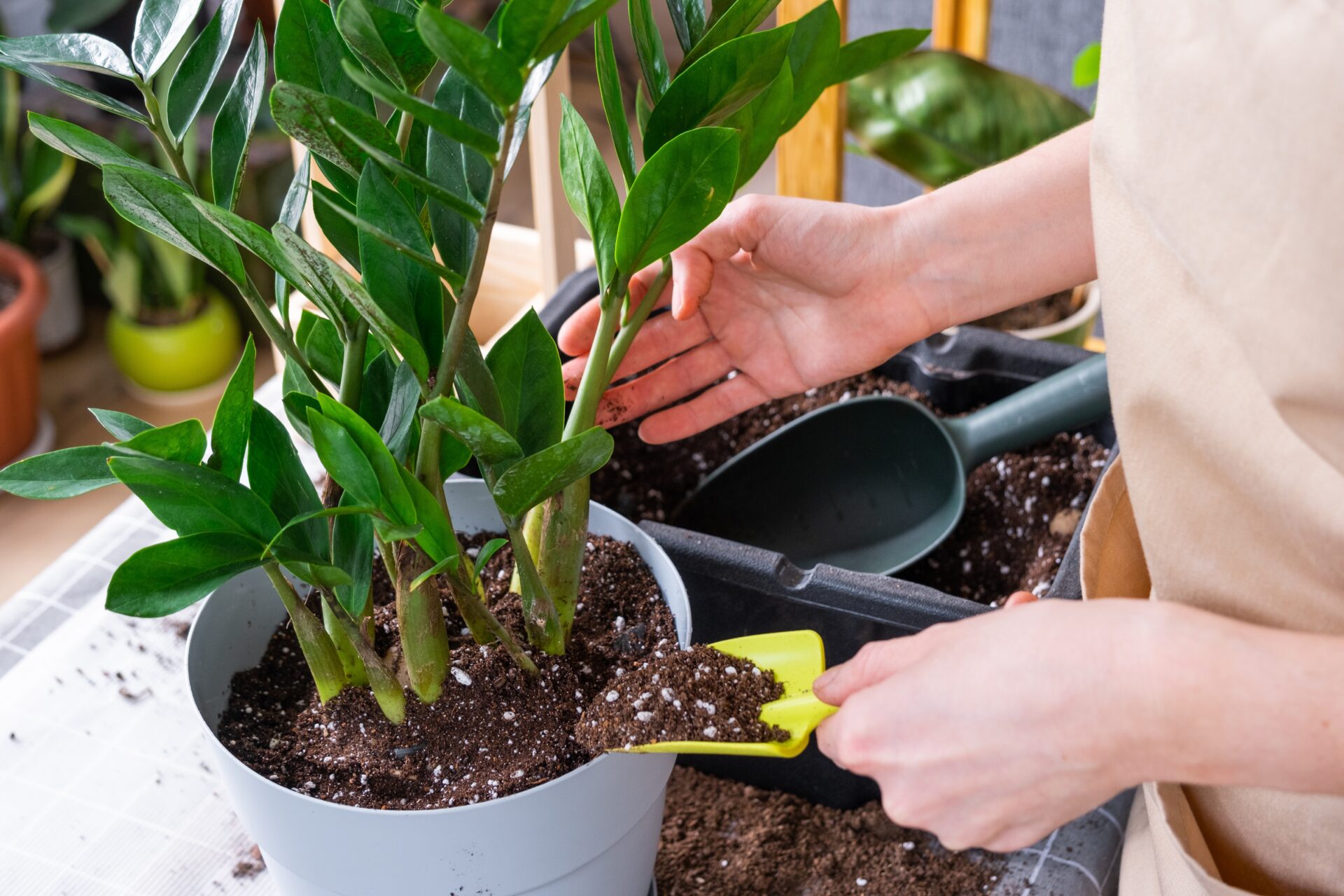 La Zamiokulkas es fácil de cultivar. Es resistente y se adapta a cualquier entorno.
