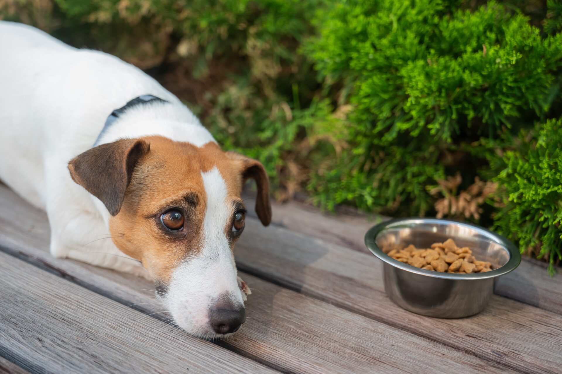 ¿Tu amigo peludo está cambiando de comportamiento? Plantéate si tiene algún problema de salud.